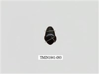 藏品(菲律賓產昆蟲)的圖片